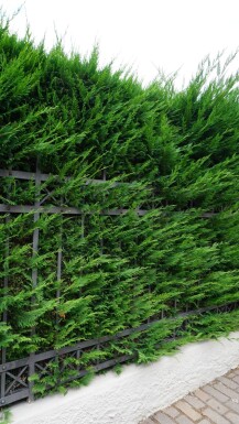 Cipres / Leyland Cupressocyparis Leylandii 175-200 cm - Kluit
