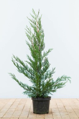 Cipres Cupressocyparis leylandii 2001 Haag 60-80 Kluit Cipres / Leylandii 2001 Cupressocyparis Leylandii 2001 60-80 cm