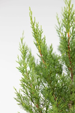 Cipres / Leylandii 2001 Cupressocyparis Leylandii 2001 60-80 cm