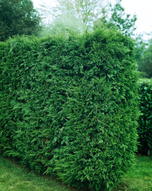 Cipres / Leylandii 2001 Cupressocyparis Leylandii 2001 60-80 cm