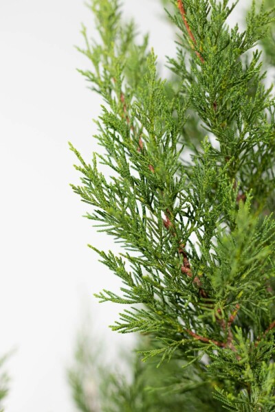 Cipres Cupressocyparis leylandii 2001 Haag 80-100 Kluit Cipres / Leylandii 2001 Cupressocyparis Leylandii 2001 80-100 cm