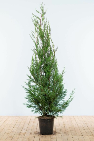 Cipres / Leylandii 2001 Cupressocyparis Leylandii 2001 150-175 cm