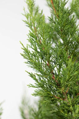 Cipres / Leylandii 2001 Cupressocyparis Leylandii 2001 150-175 cm