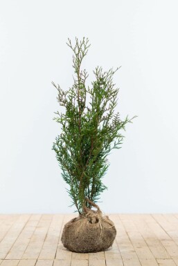 Reuzenlevensboom Thuja occidentalis Atrovirens Haag 60-80 Kluit Thuja Plicata Atrovirens 60-80 cm