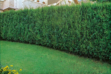 Reuzenlevensboom Thuja occidentalis Atrovirens Haag 80-100 Kluit Thuja Plicata Atrovirens 80-100 cm