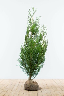 Reuzenlevensboom Thuja occidentalis Atrovirens Haag 125-150 Kluit Thuja Plicata Atrovirens 125-150 cm