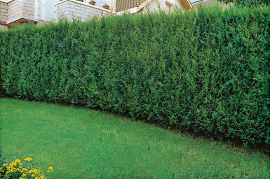 Reuzenlevensboom Thuja occidentalis Atrovirens Haag 150-175 Kluit