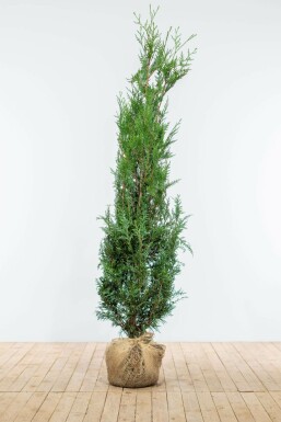 Reuzenlevensboom Thuja occidentalis Atrovirens Haag 175-200 Kluit Thuja Plicata Atrovirens 175-200 cm