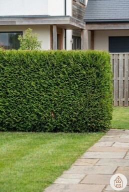 Thuja Occidentalis Brabant 60-80 cm