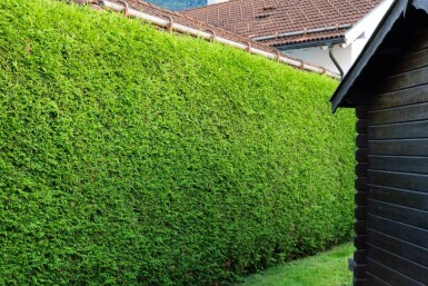 Thuja Occidentalis Brabant 60-80 cm