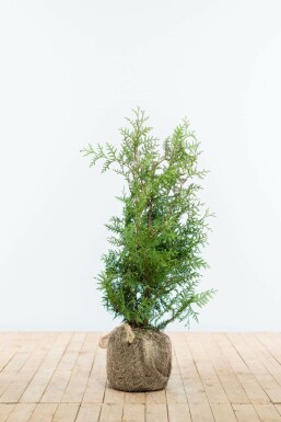 Westerse levensboom Thuja occidentalis Brabant Haag 60-80 Kluit