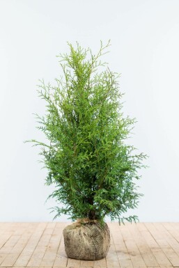 Westerse levensboom Thuja occidentalis Brabant Haag 80-100 Kluit