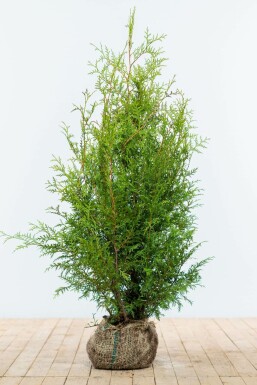 Westerse levensboom Thuja occidentalis Brabant Haag 100-120 Kluit Thuja Occidentalis Brabant 100-120 cm