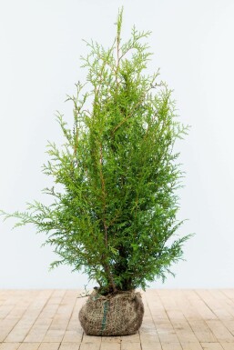 Thuja Occidentalis Brabant