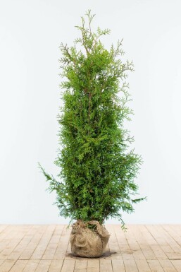 Westerse levensboom Thuja occidentalis Brabant Haag 140-160 Kluit