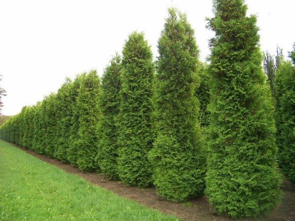 Thuja Occidentalis Brabant 140-160 cm