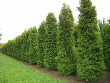 Westerse levensboom Thuja occidentalis Brabant Haag 140-160 Kluit Thuja Occidentalis Brabant 140-160 cm