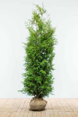 Westerse levensboom Thuja occidentalis Brabant Haag 180-200 Kluit