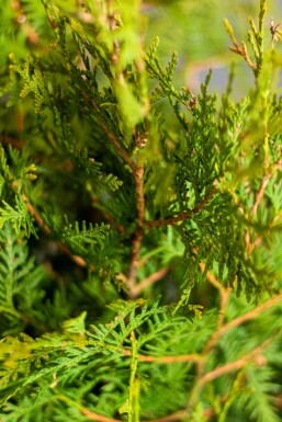 Thuja Occidentalis Brabant 180-200 cm