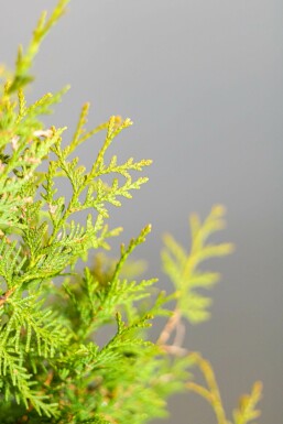 Thuja Occidentalis Brabant 180-200 cm