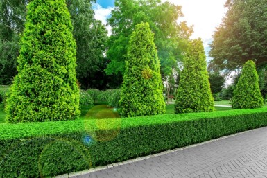 Thuja Occidentalis Brabant 180-200 cm