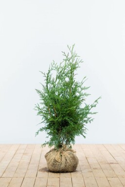 Thuja Plicata Excelsa