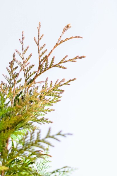 Reuzenlevensboom Thuja occidentalis Excelsa Haag 60-80 Kluit Thuja Plicata Excelsa 60-80 cm