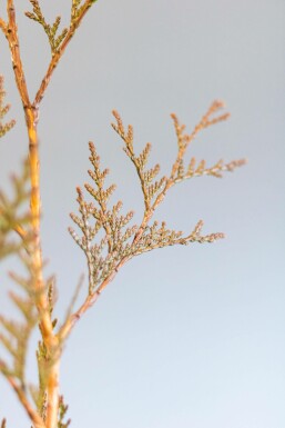 Thuja Plicata Excelsa 80-100 cm