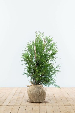 Thuja Plicata Martin