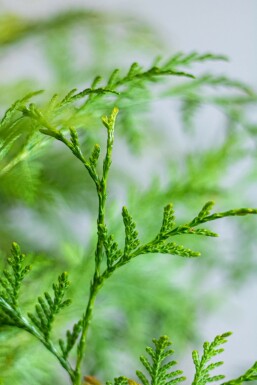 Thuja Plicata Martin 60-80 cm