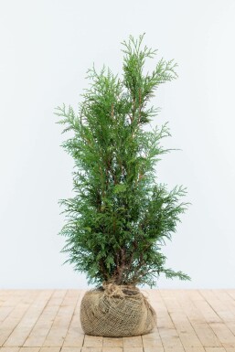 Thuja Plicata Martin