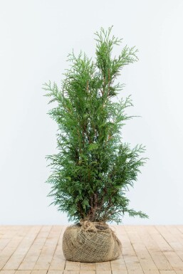 Levensboom Thuja occidentalis Martin Haag 80-100 Kluit Thuja Plicata Martin 80-100 cm