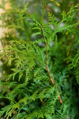Levensboom Thuja occidentalis Martin Haag 80-100 Kluit Thuja Plicata Martin 80-100 cm