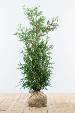 Levensboom Thuja occidentalis Martin Haag 100-125 Kluit Thuja Plicata Martin 100-125 cm
