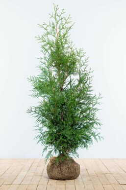 Levensboom Thuja occidentalis Martin Haag 125-150 Kluit Thuja Plicata Martin 125-150 cm