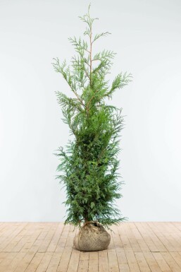 Levensboom Thuja occidentalis Martin Haag 150-175 Kluit Thuja Plicata Martin 150-175 cm