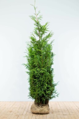 Thuja Plicata Martin