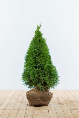 Westerse levensboom Thuja occidentalis Smaragd Haag 60-80 Kluit