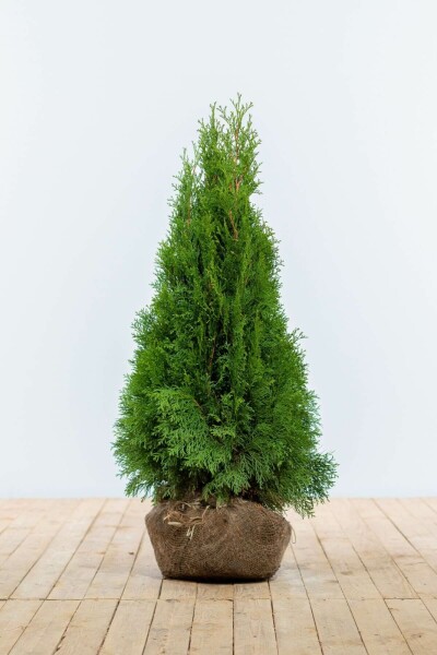 Thuja Occidentalis Smaragd 80-100 cm