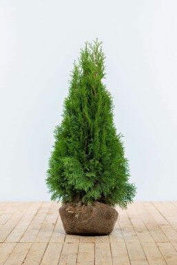 Westerse levensboom Thuja occidentalis Smaragd Haag 80-100 Kluit Thuja Occidentalis Smaragd 80-100 cm