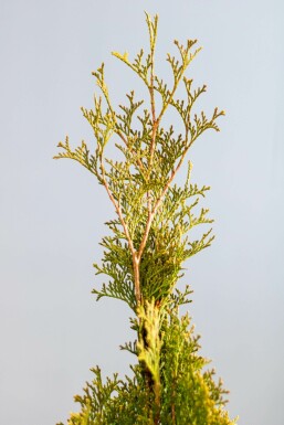 Thuja Occidentalis Smaragd 80-100 cm