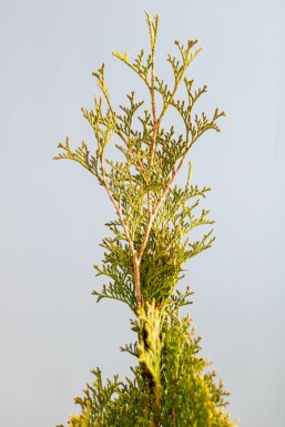 Westerse levensboom Thuja occidentalis Smaragd Haag 80-100 Kluit