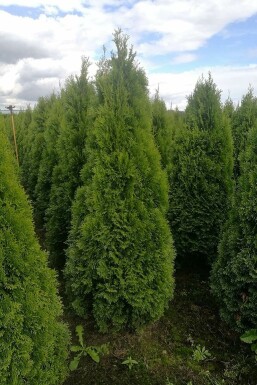 Thuja Occidentalis Smaragd 80-100 cm
