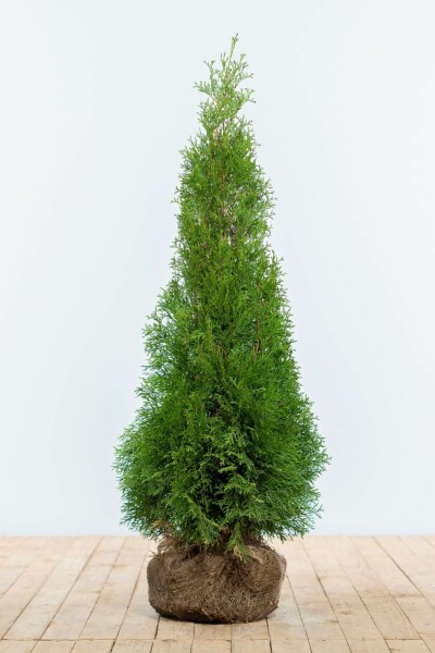 Thuja Occidentalis Smaragd 100-120 cm