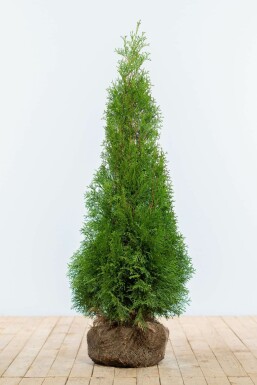 Westerse levensboom Thuja occidentalis Smaragd Haag 100-120 Kluit Thuja Occidentalis Smaragd 100-120 cm
