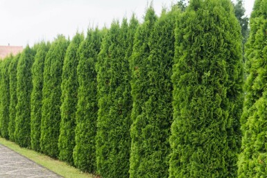 Westerse levensboom Thuja occidentalis Smaragd Haag 100-120 Kluit Thuja Occidentalis Smaragd 100-120 cm