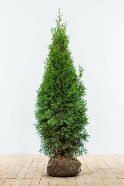 Thuja Occidentalis Smaragd 120-140 cm