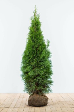 Westerse levensboom Thuja occidentalis Smaragd Haag 120-140 Kluit Thuja Occidentalis Smaragd 120-140 cm