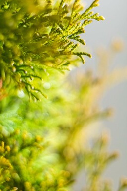 Thuja Occidentalis Smaragd 160-180 cm