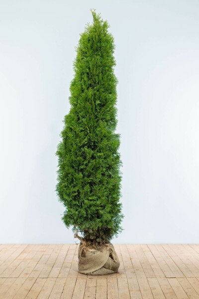 Thuja Occidentalis Smaragd 180-200 cm